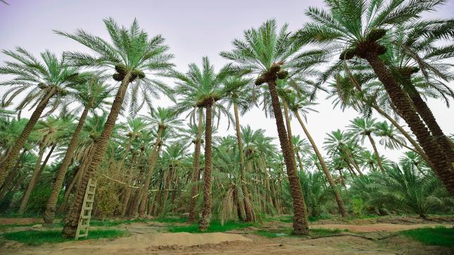 “الرياض”: لن نقطع النخيل القائم بشكل جائر